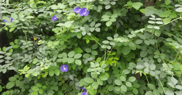 The beautiful butterfly pea flowers hanging along the fences of our chapel and school building