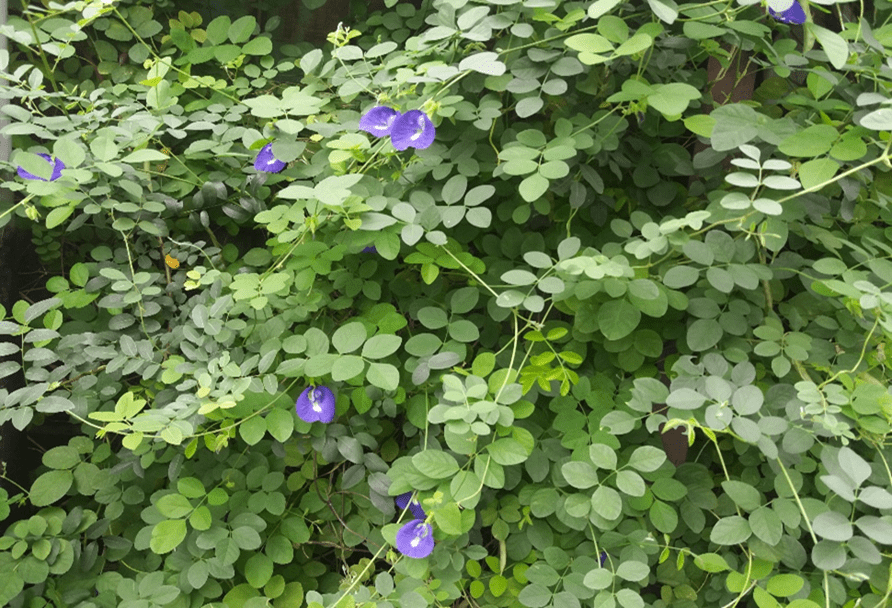 The beautiful butterfly pea flowers hanging along the fences of our chapel and school building